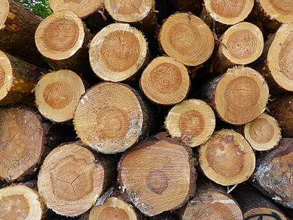 pnie drzew, Natura, drewno, drzewo, zapis natury, szczepy, holzstapel, drzewny, log, drewno kominkowe, drewno - materiał, duża grupa obiektów, las, przemysł drzewny, stos, pełna ramka, tła, wylesianie, obfitość, sterta, paliwo kopalne, kwestie ochrony środowiska, wytwarzanie paliwa i energii, żadnych ludzi, zbliżenie, woodpile, na dworze, pierścień drzewa, posiekanych, ziarno drewna, 4K, CC0, domena publiczna, darmowe zdjęcia