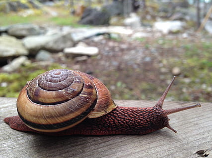cargol, lent, naturalesa, gatejar, salvatge, shell, mol·lusc, gasteròpode, fauna animal, animal, temes d'animals, invertebrat, animals a la natura, closca d’animals, un animal, primer pla, centrar-se en primer pla, part del cos dels animals, antena animal, cap gent, avorriment, dia, marró, rastreig, 2K, CC0, domini públic, lliure de regalies