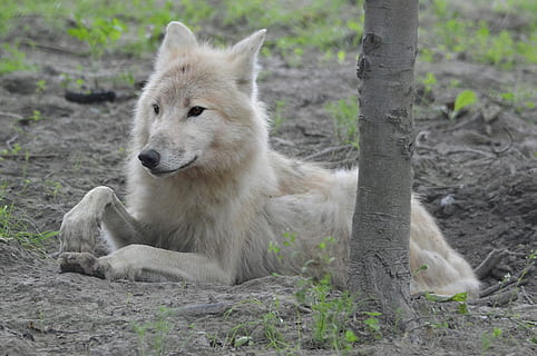 ใกล้ชิด, ภาพถ่าย, ขาว, หมาป่า, นักล่า, สุนัข, canis, สัตว์กินเนื้อ, สัตว์, ธรรมชาติ, ป่า, สัตววิทยา, เลี้ยงลูกด้วยนม, สายพันธุ์, ความเป็นป่า, สิ่งแวดล้อม, กลางแจ้ง, สัตว์ป่า, ธีมสัตว์, สัตว์ในป่า, สัตว์หนึ่งตัว, ไม่มีคน, มีกระดูกสันหลัง, ที่ดิน, การผ่อนคลาย, วัน, นั่ง, มองออกไป, มอง, ต้นไม้, มุ่งเน้นไปที่เบื้องหน้า, สนาม, 1080P, CC0, โดเมนสาธารณะ, ค่าลิขสิทธิ์ฟรี