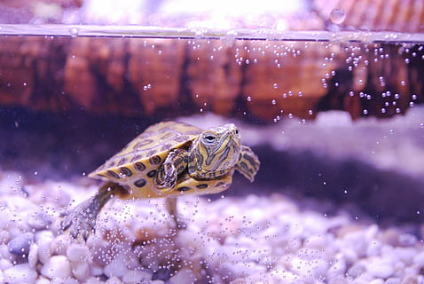 brun skildpadde, skildpadde, trachemys scripta, vandskildpadde, akvarium, ungt dyr, krybdyr, akvatiske, langsom, skal, undervands-, dyr, kæledyr, gul-bellied, gul-bellied skyderen, natur, hav, dyreliv, dyre temaer, et dyr, vand, dyr i naturen, hvirveldyr, svømning, ingen mennesker, selektiv fokusering, tæt på, dyr i fangenskab, udendørs, marine, munden åben, 1080P, CC0, offentligt domæne, royaltyfrie