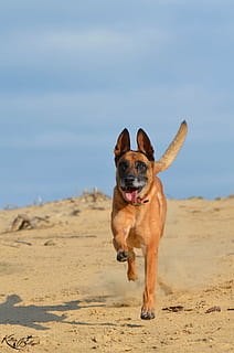 malinois, άμμος, καλοκαίρι, παραλία, ζεστός, ήλιος, βέλγικο βοσκό σκύλο, γαλάζιος ουρανός, τρέξιμο σκυλί, προσοχή, σκύλος, κυνικός, ένα ζώο, τα κατοικίδια ζώα, οικιακός, κατοικίδια, γη, θηλαστικό ζώο, ζώο, ζωικά θέματα, σπονδυλωτό, τρέξιμο, φύση, ουρανός, ημέρα, χωρίς κόσμο, ηλιακό φως, εστίαση σε νέα στοιχεία, το στόμα ανοιχτό, καθαρόαιμο σκυλί, 4K, CC0, δημόσιος τομέαςα, χωρίς δικαιώματαe