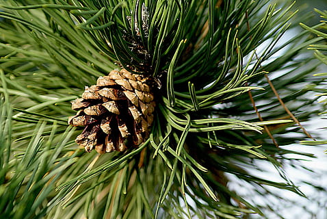 grankogle, fyrretræ, pinecone fyrretræ, nåletræ, grannåle, iglak, træ, kvist, tæt på, grønnål, Skov, årstiderne, natur, nåletræer, plante, Pinaceae, grøn farve, vækst, afdeling, nål - plante del, ingen mennesker, dag, skønhed i naturen, blad, udendørs, plante del, eviggrønne træ, ro, fyrreskov, 4K, CC0, offentligt domæne, royaltyfrie