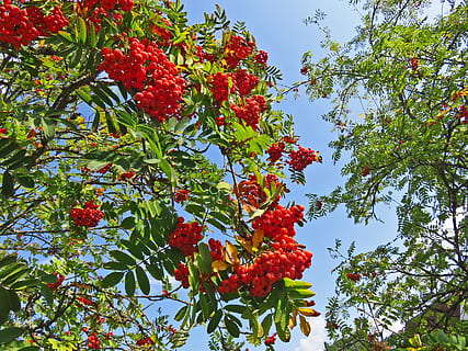 mountain ash, tree, berries, rowan, ash, autumn, deciduous tree, berry red, late summer, nature, fruits, leaves, plant, red, fruit, choke berry, ore mountains, healthy eating, growth, low angle view, freshness, food and drink, plant part, leaf, beauty in nature, food, berry fruit, day, branch, wellbeing, no people, sky, rowanberry, outdoors, ripe, 1080P, CC0, public domain, royalty free