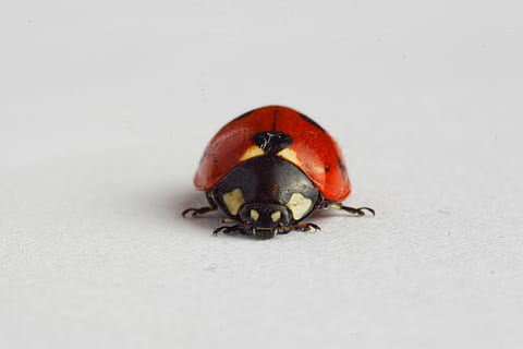 macrofotografie, rood, lieveheersbeestjeskever, gevlekt, lieveheersbeestje, insect, dieren, dierlijke thema's, dieren in het wild, één dier, dierenleven, detailopname, geen mensen, witte achtergrond, dier, ongewerveld, kever, studio opname, selectieve aandacht, volledige lengte, binnenshuis, witte kleur, zoölogie, natuur, 2K