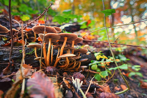 grzyby, makro, las, Natura, jesień, wilgotny, morsch, drewno, toksyczny, 942 sfera, plemię, Grzyb, muchomor, wzrost, na dworze, roślina, zbliżenie, dzień, żadnych ludzi, selektywne skupienie, piękno natury, wylądować, jedzenie, skupić się na pierwszym planie, liść, część rośliny, wrażliwość, warzywo, drzewo, zmiana, 5K, CC0, domena publiczna, darmowe zdjęcia