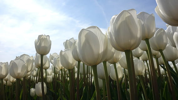 tulipani, bianca, campi di tulipani, lampadina Paesi Bassi, lampadina, primavera, Olanda, fioritura, bulbi, paesaggio olandese, pianta, cielo, fiore, pianta fiorita, natura, nuvola - cielo, crescita, bellezza nella natura, Inquadratura dal basso, campo, nessuno, freschezza, ambiente, terra, fragilità, avvicinamento, paesaggio, giorno, scena rurale, letto di fiori, giardino ornamentale, 4K, CC0, dominio pubblico, privo di copyright