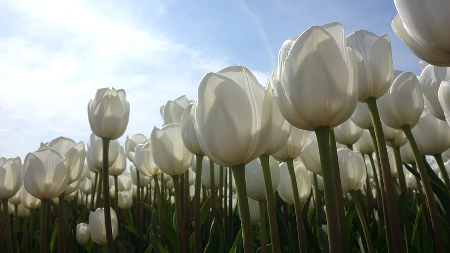 tulipány, bílý, Tulipán pole, žárovka Nizozemsko, žárovka, jaro, Holandsko, květ, žárovky, holandské krajiny, rostlina, nebe, kvetoucí rostlina, Příroda, mrak - nebe, růst, krása v přírodě, nízký úhel pohledu, pole, nikdo, svěžest, životní prostředí, přistát, křehkost, detail, krajina, den, venkovské scény, záhon, okrasná zahrada, 4K