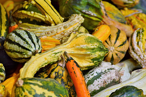 Kürbis, Obst, Orange, Herbst, Cucurbita maxima, wählen, groß, enorm, Lebensmittel, Gemüse, essbar, Essen, Dekoration, Herbstfrüchte, Ernte, Halloween, Essen und Trinken, gesundes Essen, Wohlbefinden, Frische, Nahansicht, keine Leute, Markt, Kürbis - Gemüse, große gruppe von gegenständen, Tag, Wahl, Variation, organisch, Verkauf, Fülle, Marktstand, draußen, reif, 5K, CC0, gemeinfrei, lizenzfrei