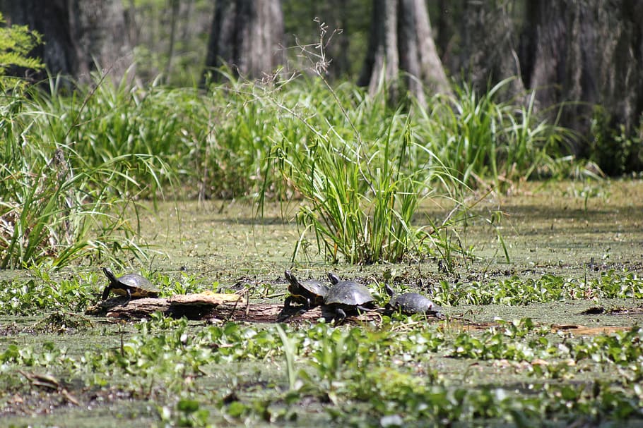 skildpadder, sump, natur, krybdyr, dyreliv, moser, dag, ingen mennesker, udendørs, græs, alligator, dyre temaer, dyr, dyr i naturen, plante, hvirveldyr, jord, træ, et dyr, Skov, grøn farve, Mark, vand, pattedyr, selektiv fokusering, 5K