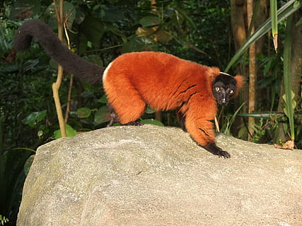 červené vari, zoo, opice, napůl opice, zvíře, vari, zvířat, jednoho zvířete, savec, obratlovců, zvířata ve volné přírodě, primát, Skála, Příroda, nikdo, rock - objekt, den, pevný, strom, zvířata v zajetí, rostlina, venku, 2K, CC0, veřejná doména, bez autorských práv