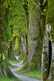 grå, pathway, trær, gammel, allé, natur, Logg, skog, borte, svingende, mål, omveier, ny, å finne, alder, visdom, slutt, håp, stille, hvile, avslapning, indre midt, depresjon, velsigne deg, bark, gratulasjonskort, trauerkarte, gå, Søke, vanskelig, puste, skjønnhet, motstand, Nyt, gå i stykker, tre, anlegg, trestamme, stamme, land, vekst, ingen folk, skjønnhet i naturen, ro, vei, retning, dag, veien forover, grønn farge, rolig scene, utendørs, transport, ikke-urbane scene, 4K, CC0, offentlig domene, opphavsrett gratis