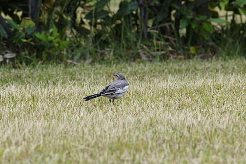 Animal, Park, Grass, Lawn, Little Bird, animal, park, grass, lawn, high security level, wild birds, wild animal, natural, landscape, bird, animals in the wild, one animal, animal themes, animal wildlife, day, vertebrate, plant, field, land, nature, no people, growth, side view, green color, outdoors, perching, selective focus, 5K, CC0, public domain, royalty free