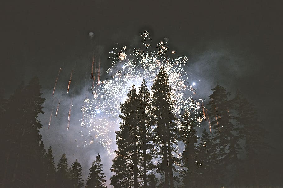 2016, focs artificials, bosc, cap d'any, sylvester, exhibició de focs artificials, celebració, explosió, arbre, il·luminat, nit, cel, vista d’angle baix, esdeveniment, moviment, naturalesa, planta, cap gent, cultura i entreteniment artístic, fum - estructura física, brillant, focs artificials - objecte fet per l'home, exposició llarga, a l'aire lliure, espurnes, llum, 4K