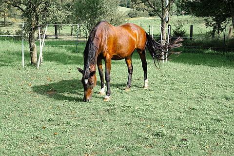 konie, pleśń, oko, monteaura, konny, jesień, galop, jazda, dom, krajobraz, pastwisko, sprzęganie, młody, stary, Natura, lato, Zielony, trawa, sceniczny, drzewo, brązowy, górskie łąki, rolnictwo, wiosna, ogiery, park, ogród, hobby, sport, miłość, zwierzę domowe, nogi, ciało, ps, silny, zwierzęta domowe, ssak, tematy zwierzęce, zwierzę, żywy inwentarz, koń, krajowy, kręgowiec, roślina, pole, wylądować, zwierzęca przyroda, pasący się, roślinożerny, dzień, żadnych ludzi, na dworze, ranczo, 5K, CC0, domena publiczna, darmowe zdjęcia