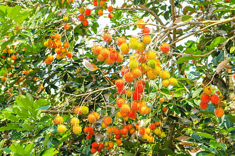 fruites, rambutan, fresc, fruita, creixement, alimentació saludable, menjar, menjar i beguda, planta, color taronja, frescor, part de la planta, bellesa a la natura, full, arbre, naturalesa, arbre fruiter, cap gent, dia, benestar, taronja, color verd, branca, madur, a l'aire lliure, rowanberry, 5K, CC0, domini públic, lliure de regalies