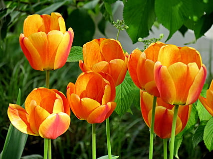 tulipaner, orange, blomst, flor, blomst, orange, blomstre, forår, orange tulipaner, natur, tæt, tulpenbluete, forårsbloem, schnittblume, flamed, kronblade, naturlig, åben, blomstrede, plante, tulipan, kronblad, valmue, vækst, blomstrende plante, skønhed i naturen, friskhed, skrøbelighed, sårbarhed, tæt på, blomsterstand, blomsterhoved, orange farve, ingen mennesker, fokus på forgrunden, plantestamme, dag, Mark, udendørs, blomsterseng, 4K, CC0, offentligt domæne, royaltyfrie