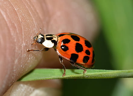 insetti, coleotteri, Ippodamia, invertebrato, insetto, fauna selvatica, temi animali, animali allo stato selvatico, animale, un animale, avvicinamento, scarafaggio, macchiato, coccinella, giorno, parte vegetale, natura, nessuno, foglia, concentrarsi sulle conoscenze acquisite, pianta, bellezza nella natura, rosso, all'aperto, piccolo, 2K, CC0, dominio pubblico, privo di copyright