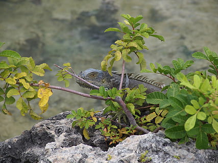 iguană, şopârlă, târâtoare, animale sălbatice, sălbatic, animale vertebrate, creatură, cameleon, de reptilă, scară, faună, crawling, prădător, specie, animale în sălbăticie, plantă, animal, animale tematice, un animal, natură, parte a plantelor, solid, frunze, stâncă, creştere, Culoarea verde, obiect de rocă, nici o persoana, zi, să se concentreze asupra primelor elemente, în aer liber, 1080P, CC0, domeniu public, fără drepturi de autor