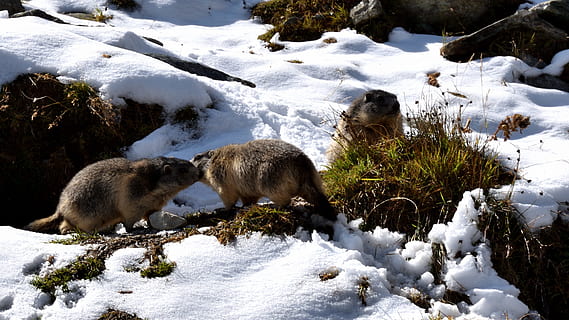 marmots, kar, doğa, hayvanlar, oyun alanı, ekme, valais, isviçre, hayvan grubu, kış, hayvan temaları, soğuk hava, memeli, hayvan, insansız, omurgalı, hayvan yaban hayatı, vahşi hayvanlar, gün, Beyaz renk, Kaya, iki hayvan, kaplama, doğada güzellik, kaya - nesne, açık havada, otçul, 2K, CC0, kamu malı, telif ücretsiz
