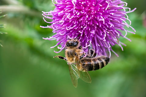 ape, fiorire, fioritura, impollinazione, polline, Cardo, cardo arricciato, viola, fiore di cardo, nettare, insetto, raccogliere, spruzzatina, fiore, temi animali, animale, animali allo stato selvatico, pianta fiorita, fauna selvatica, un animale, fragilità, invertebrato, pianta, vulnerabilità, bellezza nella natura, avvicinamento, petalo, testa di fiore, freschezza, nessuno, bombo, all'aperto, 5K, CC0, dominio pubblico, privo di copyright