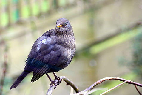 Amsel, Schnabel, Gefieder, Schwarze Flügel, schwarz, Flügel, Auge, Zweig, Ast, Tier, Natur, Tierwelt, Vogelkunde, Vögel beobachten, draußen, suchen, schließen, Rechnung, Nahansicht, ein Tier, Vogel, Tiere in freier Wildbahn, Tierthemen, Wirbeltier, hocken, Fokus auf den Vordergrund, Tag, Baum, keine Leute, Pflanze, in voller Länge, schwarze Farbe, 2K, CC0, gemeinfrei, lizenzfrei