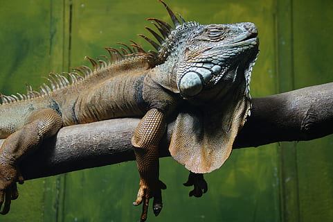 leguaan, reptiel, hagedis, draak, ontspannen, ontspanning, slaap, dutje, herstel, herstellen, dier, dierentuin, afhangen, dutjes, terrarium, één dier, dierenleven, dieren in het wild, dierlijke thema's, dag, gewerveld, focus op de voorgrond, detailopname, dierlijke lichaamsdeel, hand-, menselijke hand, groene kleur, natuur, hout - materiaal, buitenshuis, dierenkop, dierlijke schaal, 5K, CC0, publiek domein, royaltyvrij