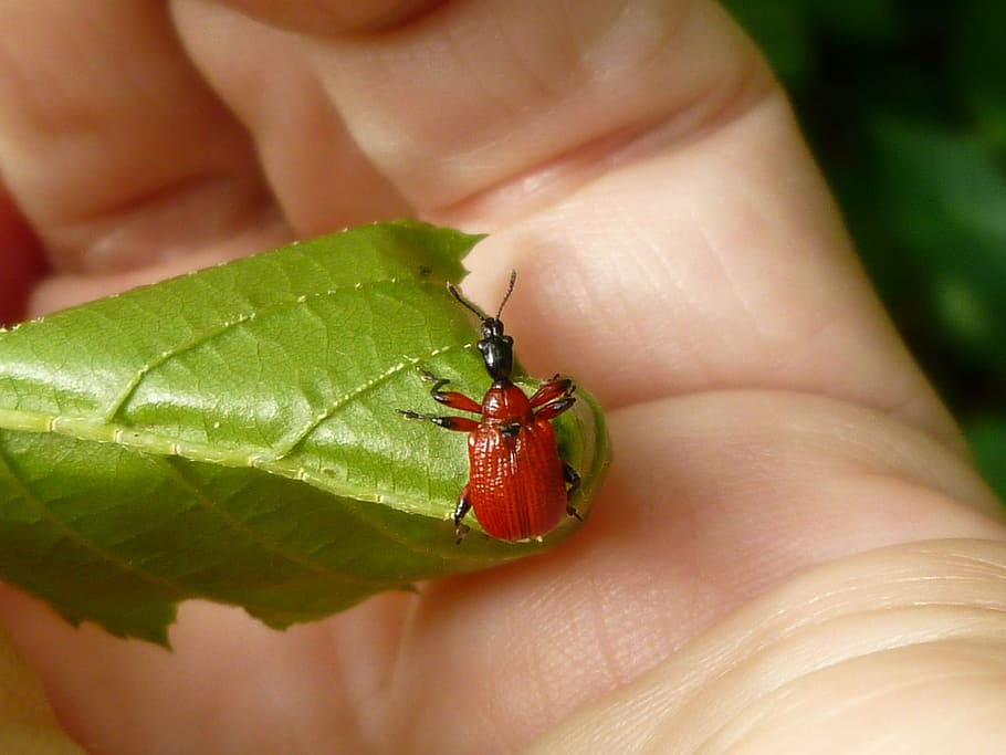 insecte, escarabat, rodet d'avellaner, apoderus croyli, vermell, part del cos humà, mà humana, fauna animal, una persona, mà, un animal, primer pla, invertebrat, animals a la natura, part del cos, celebració, dit, part de la planta, full, dit humà, centrar-se en primer pla, a l'aire lliure, petit, 4K