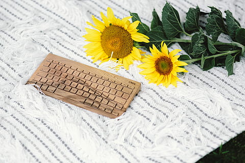 resting, blanket, summer, white, tech, keyboard, technology, time, holidays, vacations, wooden keyboard, oree keyboard, outdoor, lifestyle, white blanket, outside, sunny, light, flower, yellow, nature, sunflower, arrangement, flower head, no people, fragility, flowering plant, plant, freshness, beauty in nature, close-up, inflorescence, vulnerability, petal, growth, emotion, daisy, springtime, 4K, CC0, public domain, royalty free