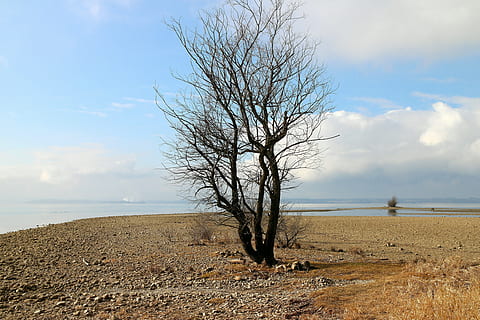 banc, Costa, platja, arbre, arbust, sec, àrid, sol, estètic, solitari, karg, naturalesa, sequera, chiemsee, paisatge, arbre nu, cel, escenics, escenics - natura, terra, tranquil·litat, horitzó, aigua, mar, bellesa a la natura, núvol - cel, escena tranquil·la, horitzó sobre l’aigua, planta, escena no urbana, medi ambient, dia, cap gent, a l'aire lliure, aïllat, clima àrid, 4K, CC0, domini públic, lliure de regalies