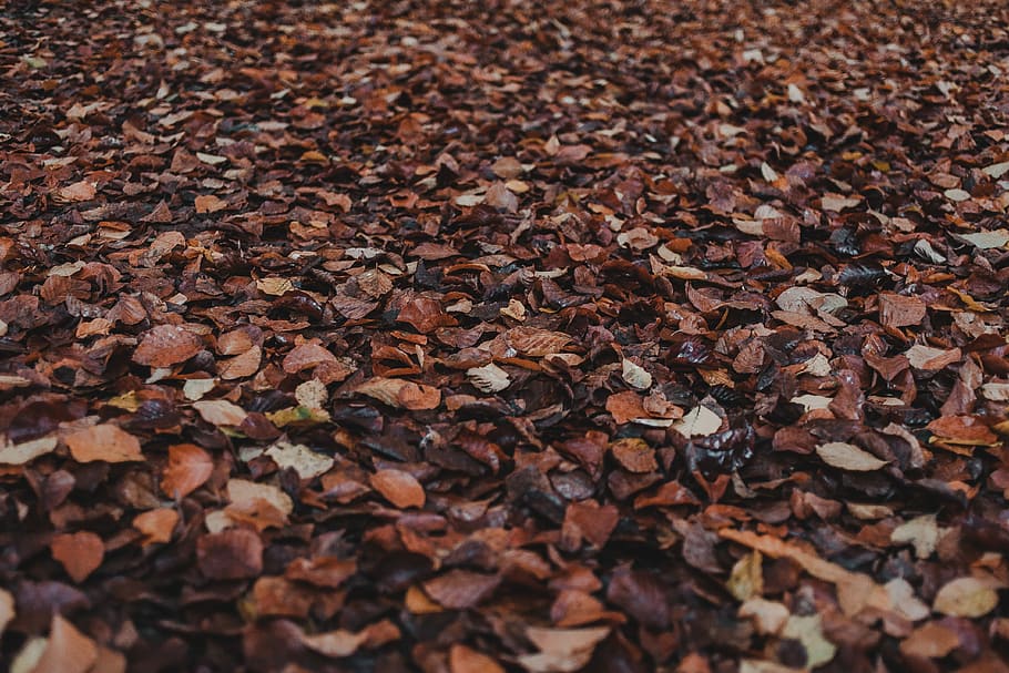 getrocknete Blätter, zerstreute getrocknete Blätter, Blätter, Blatt, Herbst, fallen, Wald, Vollbild, Hintergründe, Fülle, Pflanzenteil, trocken, braun, keine Leute, große gruppe von gegenständen, Veränderung, selektiver Fokus, Nahansicht, Natur, Tag, High Angle View, Zerbrechlichkeit, texturiert, Oberflächenniveau, natürlicher Zustand, 4K