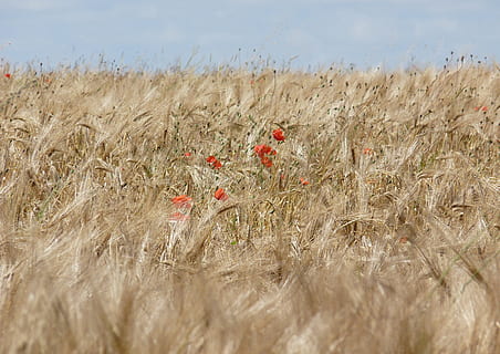 felter, hvede, valmue, landskab, plante, jord, Mark, vækst, natur, dag, korn plante, skønhed i naturen, afgrøde, landbrug, ro, ingen mennesker, miljø, gård, landlige scene, rolig scene, himmel, rød, udendørs, plantage, 2K, CC0, offentligt domæne, royaltyfrie