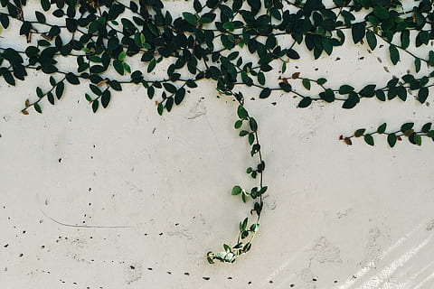 vert, feuilles, blanc, mur, feuilles vertes, mur blanc, noir, branches, escalade, gris, les plantes, des murs, la nature, arrière-plans, fermer, personne, journée, à l'intérieur, thèmes animaux, feuille, partie de la plante, couleur verte, plante, construction de murs, lierre, croissance, plante grimpante, beauté dans la nature, en plein air, plein cadre, structure construite, architecture, vue grand angle, béton, 1080P, CC0, domaine public, libre de droits