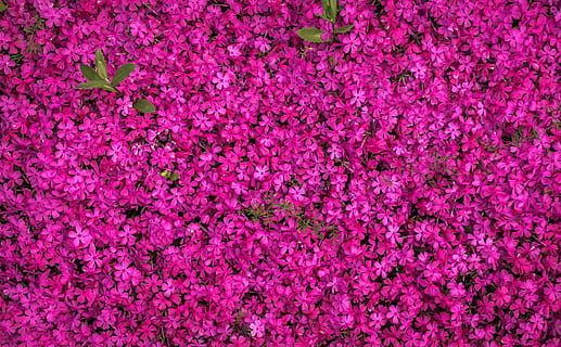 pink, flower field, aerial, photography, flowers, spring, spring flowers, purple, texture, pattern, nature, plants, background, gregarious, april, pink color, full frame, backgrounds, no people, close-up, flower, indoors, beauty in nature, flowering plant, plant, freshness, fragility, abundance, textured, high angle view, vulnerability, petal, flower head, vibrant color, 4K, CC0, public domain, royalty free