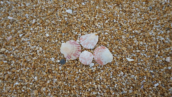 conchiglie a terra, spiaggia, conchiglia, isola, marino, oceano, all'aperto, modello, sabbia, pettine, mare, riva del mare, mollusco, conchiglie, riva, estate, struttura, tropicale, terra, bellezza nella natura, avvicinamento, guscio di animale, nessuno, natura, fauna selvatica, animale, giorno, strutturato, animali allo stato selvatico, temi animali, solido, vista dall'alto, Granchio, ciottolo, 4K, CC0, dominio pubblico, privo di copyright