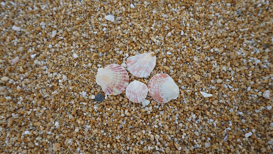 petxines a la vora, platja, cargol, illa, marí, oceà, a l'aire lliure, patró, sorra, vieira, mar, petxina de mar, vora del mar, marisc, petxines, Riba, estiu, textura, tropical, terra, shell, bellesa a la natura, primer pla, closca d’animals, cap gent, naturalesa, fauna animal, animal, dia, animals a la natura, temes d'animals, sòlid, vista d’angle alt, cranc, còdols, 4K