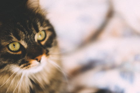 Lieve kat, zoet, kat, dieren, huisdieren, huiskat, dier, schattig, op zoek, vacht, katachtig, zoogdier, dierlijk oog, snorhaar, katje, dieren en huisdieren, één dier, jong dier, detailopname, kijkend naar de camera, portret, dierlijke lichaamsdeel, dierlijke thema's, huiselijk, gewerveld, geen mensen, focus op de voorgrond, selectieve aandacht, dierenkop, 4K, CC0, publiek domein, royaltyvrij