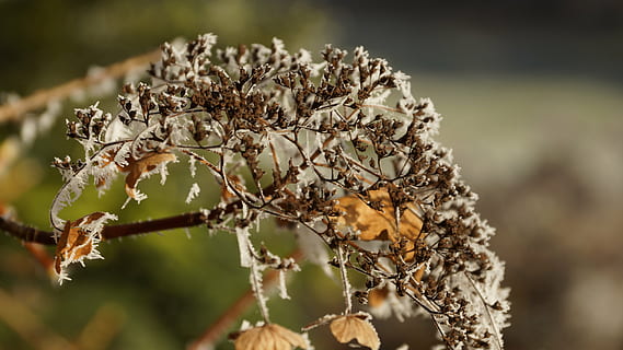 kukka, Hortensia, kuihtunut, valkoinen, talvi-, jää, lumi, kristalli, halla, kylmä, kasvi, luonto, uinuva, lepää, pysäköidä, puutarha, flowerhead, tepals, puu, haara, kausi, kevät, lähikuva, ulkona, keskittyä etualalle, päivä, ei ihmisiä, kasvu, kauneus luonnossa, kuiva, hauraus, alttius, valikoiva tarkennus, kastunut kasvi, auringonvalo, kuivattu kasvi, oksa, jäkälä, 5K, CC0, public domain, rojaltivapaa