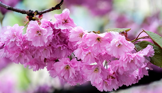 raso, foco, Rosa, flores, cereja, Flor, árvore, Primavera, cereja do leste asiático, cheiro, cereja oriental, fruta, natureza, delicioso, verão, vermelho, doce, cor, ramo, cereja doce, Flor de cerejeira, planta ornamental, cor rosa, pétala, cabeça de flor, plantar, fechar-se, frescura, planta com flores, beleza na natureza, vulnerabilidade, fragilidade, crescimento, inflorescência, focar em primeiro plano, dia, ninguém, ao ar livre, roxa, Árvore de cereja, Ramo de flores, lilás, 2K, CC0, domínio público, royalty free