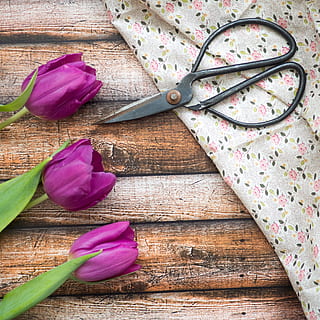 verd, full, tulipa, flor, fusta, pis, taula, drap, frescor, material de fusta, planta, color rosa, primer pla, vista d’angle alt, planta amb flors, a l'interior, bellesa a la natura, cap gent, pètal, naturalesa, natura morta, porpra, fragilitat, vulnerabilitat, directament a sobre, tir de l'estudi, cap de flor, 2K, CC0, domini públic, lliure de regalies