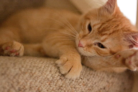 oranje Cyperse kat, dier, kat, detailopname, huisdier, bakkebaarden, zoogdier, dierlijke thema's, huiselijk, huisdieren, katachtig, één dier, binnenshuis, huiskat, ontspanning, snorhaar, gewerveld, geen mensen, meubilair, jong dier, selectieve aandacht, liggen, dierenkop, 4K, CC0, publiek domein, royaltyvrij