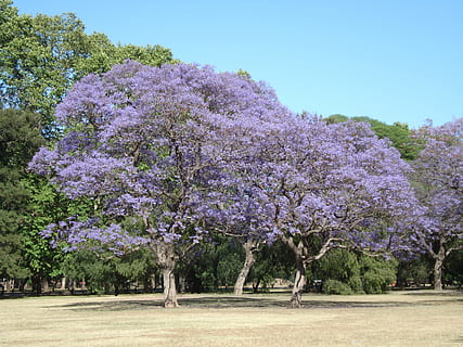 copaci, floare, Argentina, primăvară, parc, Buenos Aires, peisaj, natură, pitoresc, copac, inflori, culoarea roz, plantă, cap de floare, în aer liber, nici o persoana, frumusețe în natură, Violet, agricultură, creştere, planta cu flori, prospeţime, zi, fragilitate, cer, cer senin, vulnerabilitate, liniște, teren, floare de cires, 2K, CC0, domeniu public, fără drepturi de autor
