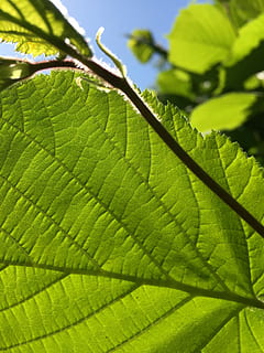 feuille verte, ciel bleu, feuilles, vert, bleu, ciel, la nature, feuille, plante, feuilles vertes, contraste, branches, jeunes feuilles, feuillage, assommé, pousses, branche, vers le ciel, arbre vert, partie de la plante, couleur verte, croissance, fermer, journée, personne, beauté dans la nature, veine de la feuille, se concentrer sur le premier plan, en plein air, arbre, lumière du soleil, mise au point sélective, motif naturel, texturé, fraîcheur, 2K, CC0, domaine public, libre de droits