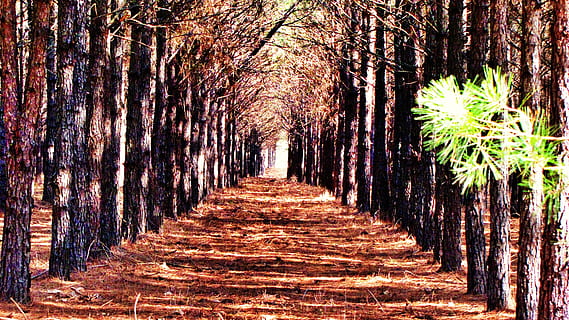 braun, Boden, Mitte, Bäume, Reihen, Weg, Pfad, Kiefern, Tannennadeln, Natur, Perspektive, Baum, Wald, draußen, Pflanze, Landschaft, Ast, Baumstamm, der Weg nach vorn, keine Leute, Tag, Richtung, Kofferraum, Wachstum, von Bäumen gesäumt, abnehmende Perspektive, Schönheit in der Natur, Land, Fußweg, in einer Reihe, Ruhe, Herbst, Baumkrone, Bambuspflanze, 4K, CC0, gemeinfrei, lizenzfrei