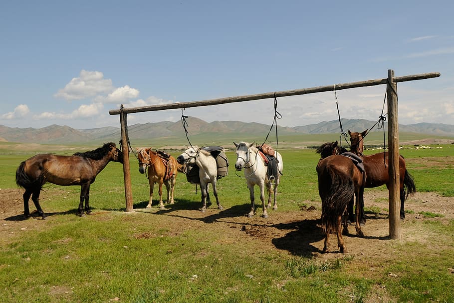 mongolia, cavalls, trencar, mamífer, animals domèstics, temes d'animals, animal, bestiar, grup d’animals, nacional, mascotes, cel, terra, camp, herba, vertebrats, naturalesa, cap gent, paisatge, dia, fauna animal, cavall, planta, herbívors, a l'aire lliure, ranxo, 2K