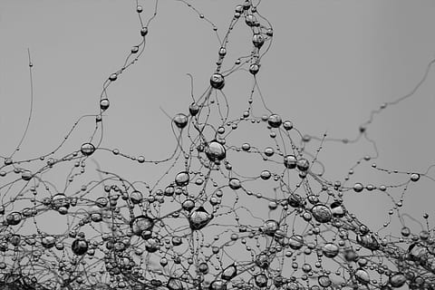 photographie en niveaux de gris, l'eau rosée, laissez tomber, réseau, synapse, perle, gris, goutte de pluie, villa, branche, plante, la nature, personne, journée, beauté dans la nature, arbre, croissance, ciel, faible angle de vue, fermer, en plein air, ciel clair, se concentrer sur le premier plan, tranquillité, fleur, arbre nu, fragilité, vulnérabilité, plante à fleurs, plante morte, 4K, CC0, domaine public, libre de droits