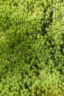 Moos, Hintergrund, Textur, Grün, Struktur, Natur, Verschmutzung, Nahansicht, Bodenvegetation, Bodendecker, weich, zärtlich, Gras, grüne Farbe, Vollbild, Hintergründe, Feld, Pflanze, Wachstum, Land, keine Leute, Tag, Schönheit in der Natur, High Angle View, draußen, Ruhe, Sonnenlicht, Laub, üppiges Laub, Umgebung, einfach, 5K, CC0, gemeinfrei, lizenzfrei