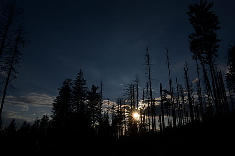 tramonto, foresta, cielo, albero, ovest, natura, luce, ombra, crepuscolo, sera, i raggi, cielo serale, vista, pianta, silhouette, illuminato, nessuno, notte, bellezza nella natura, la tranquillità, scena tranquilla, scenics - natura, crescita, terra, scena non urbana, buio, all'aperto, Inquadratura dal basso, nuvola - cielo, chiaro di luna, 5K, CC0, dominio pubblico, privo di copyright