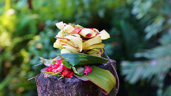 bali, udbud, plante, blomst, blomstrende plante, fokus på forgrunden, natur, friskhed, tæt på, ingen mennesker, skønhed i naturen, træ, dag, udendørs, gul, lyserød farve, kreativitet, repræsentation, skrøbelighed, blomsterhoved, vækst, mad, 5K, CC0, offentligt domæne, royaltyfrie