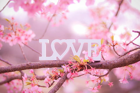 selektiv, fokus fotografie, Weiß, Ausschnitt Liebe Dekor, Rosa, Blütenbaum, selektiver Fokus, Fotografie, ausgeschnitten, Liebe, Dekor, Baum, pinke Farbe, Frühling, Blume, Natur, Kirschblüte, blühen, Ast, Japan, Blütenkopf, Blütenblatt, Jahreszeit, Nahansicht, Kommunikation, Text, keine Leute, Pflanze, blühende Pflanze, westliche Schrift, Zeichen, Frische, Schönheit in der Natur, draußen, Tag, Zerbrechlichkeit, Kirschbaum, 1080P, CC0, gemeinfrei, lizenzfrei