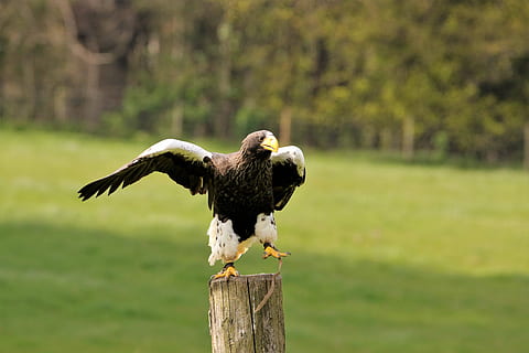 Seeadler, stella, Adler, Stella Seeadler, Natur, Tier, Beute, Tierwelt, Raubtier, Raubvogel, ein Tier, Gras, Vogel, Tierthemen, keine Leute, Tiere in freier Wildbahn, Wirbeltier, Pflanze, Holz - Material, Fokus auf den Vordergrund, Tag, Baum, fliegend, grüne Farbe, draußen, Post, Adler - Vogel, Holzpfosten, Borke, 5K, CC0, gemeinfrei, lizenzfrei